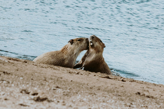 capybara valentines