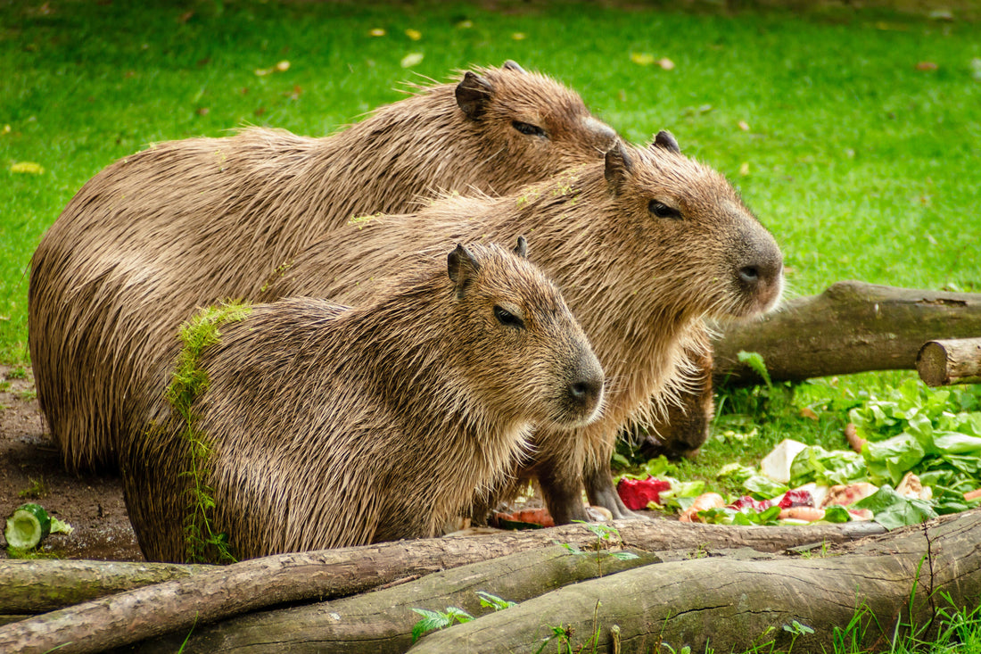 Capybara Dolls: The Latest Craze in Plush Toys